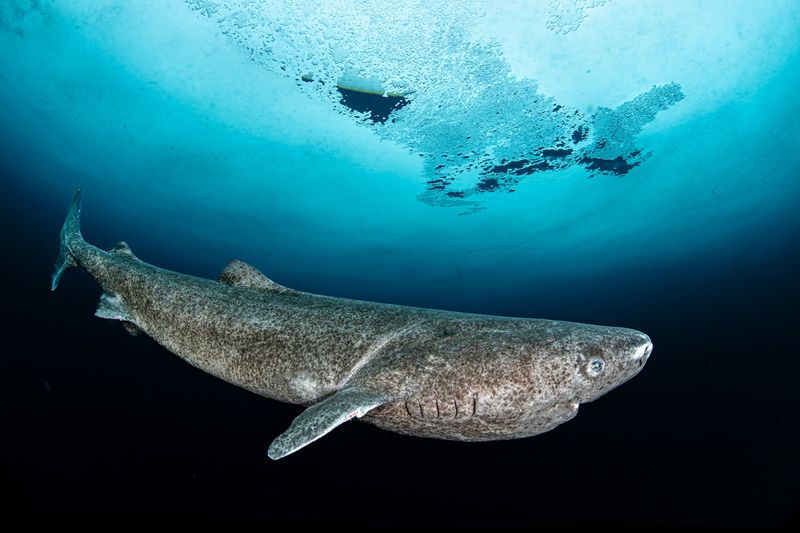 Greenland Shark: Swimming Since Shakespeare's Time