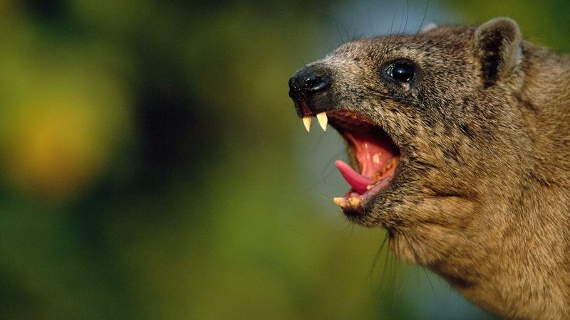 Rock Hyrax's Surprising Serenade