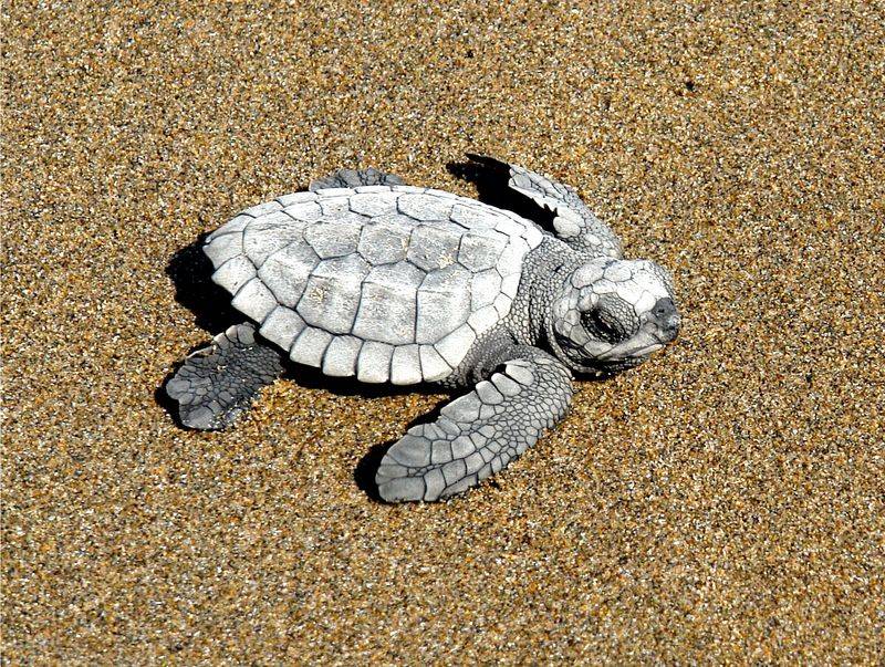 Kemp's Ridley Turtle