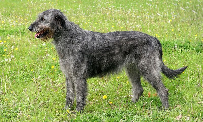 Irish Wolfhound