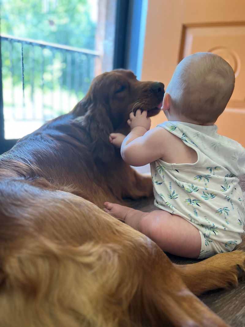 Irish Setter