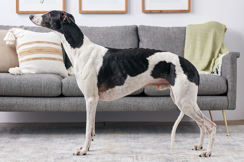 Greyhound