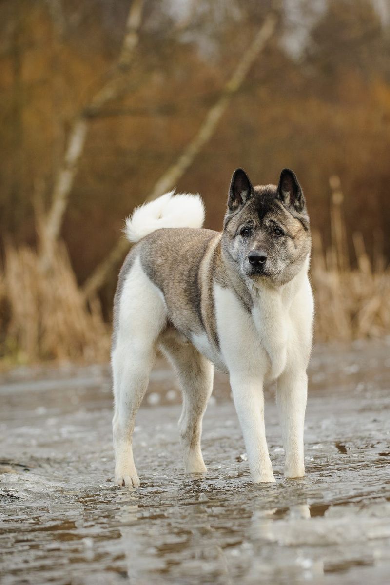 Akita