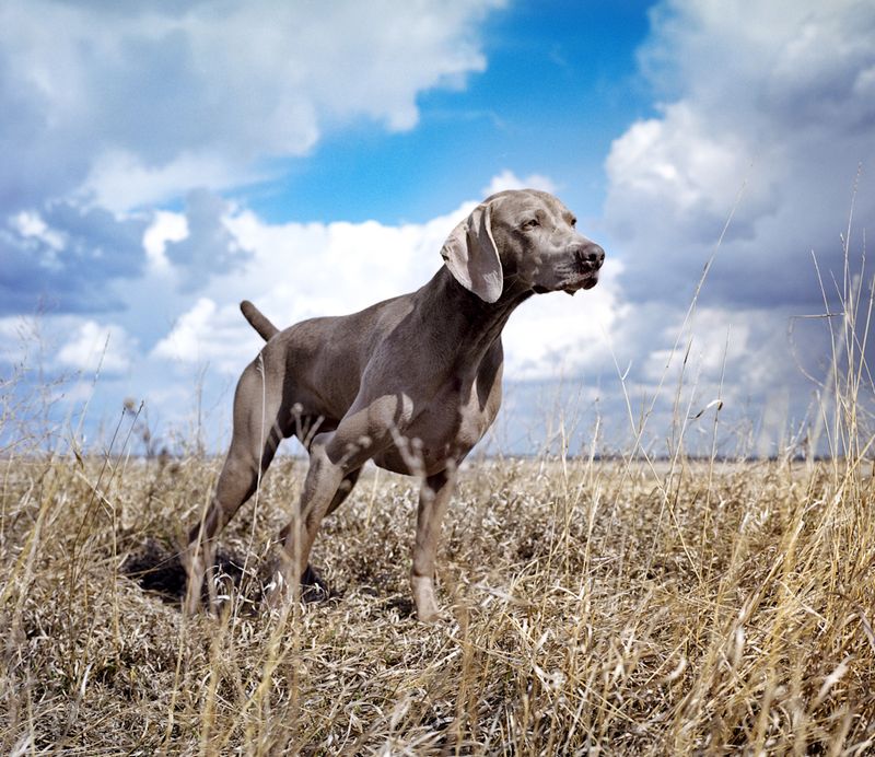 Weimaraner
