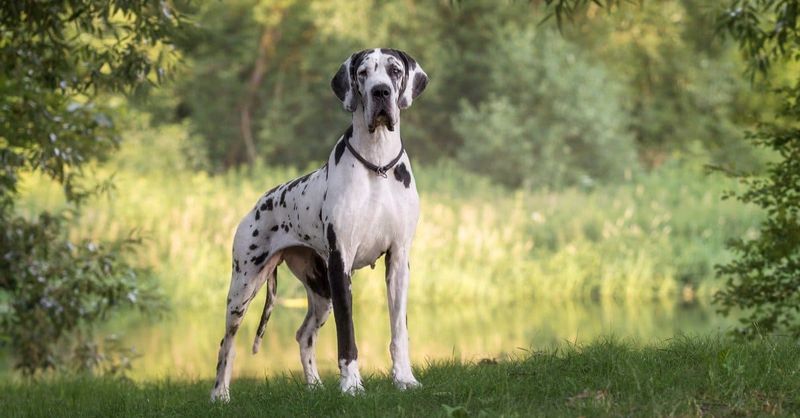 Great Dane