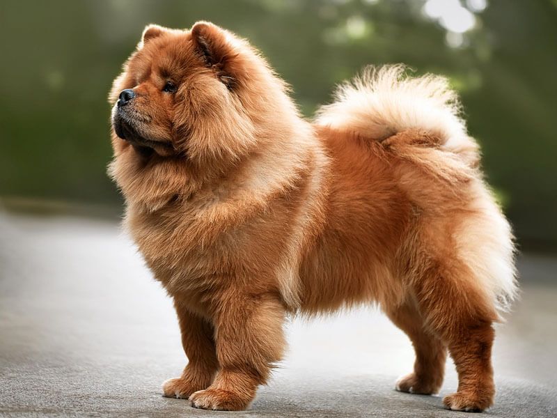 Chow Chow