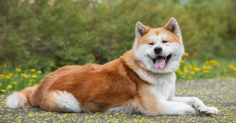 Akita