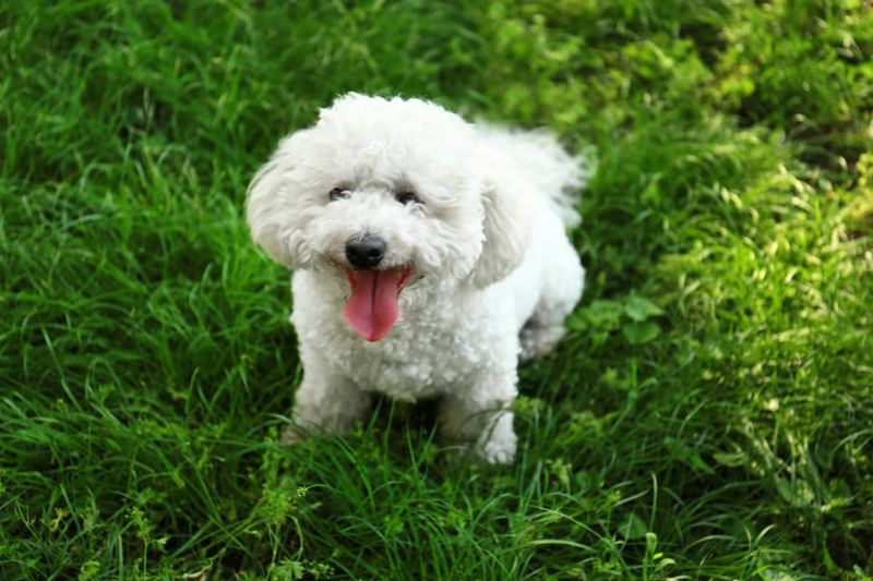 Bichon Frise