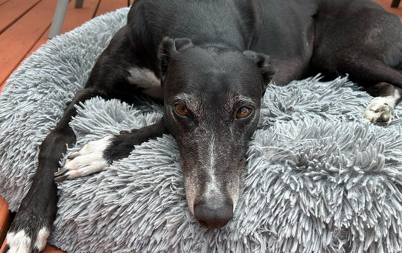 Greyhound