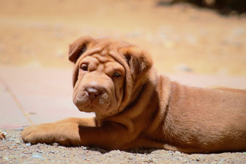 Shar Pei