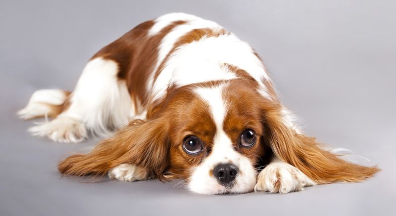 Cavalier King Charles Spaniel
