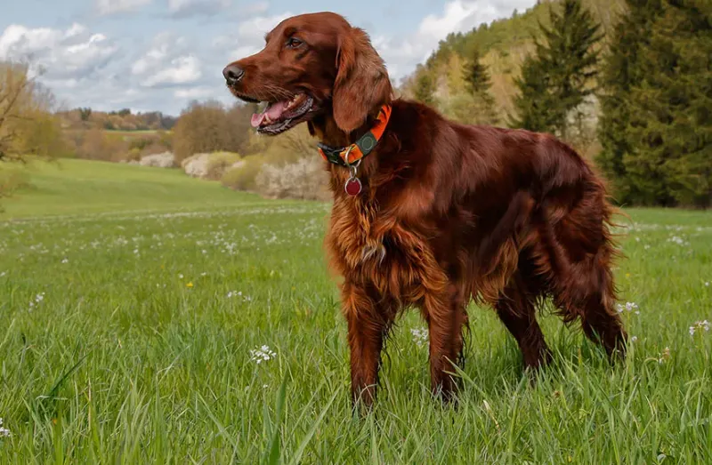 Irish Setter: The Fiery-Coated Friendship Builder