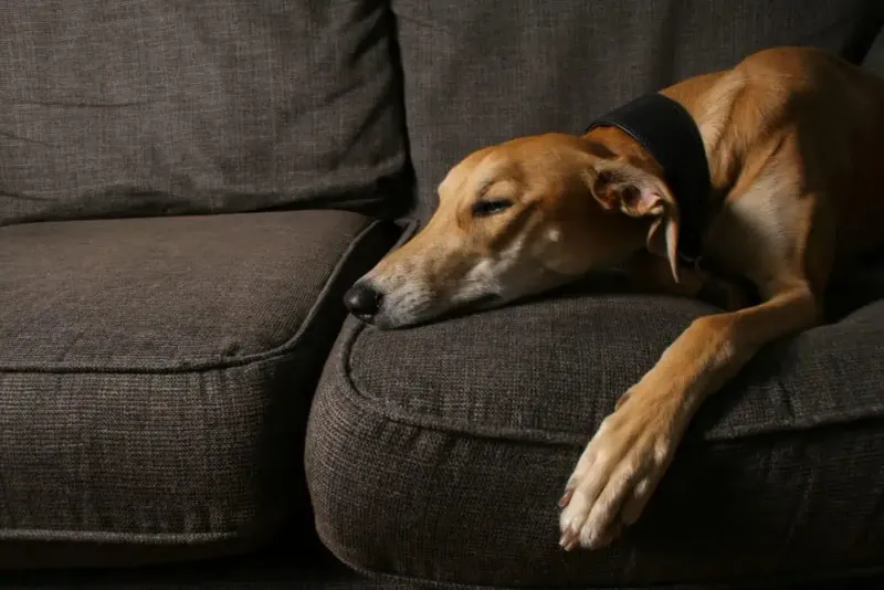 Greyhound: Surprising Couch Potatoes