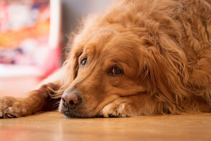 Golden Retriever: The Sunshine On Four Legs