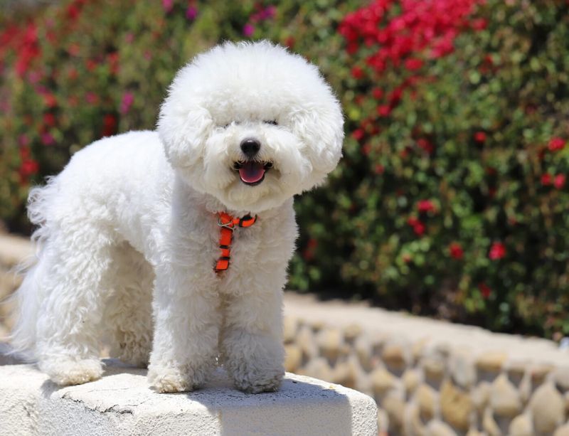 Bichon Frisé: Cotton-Ball Confidants