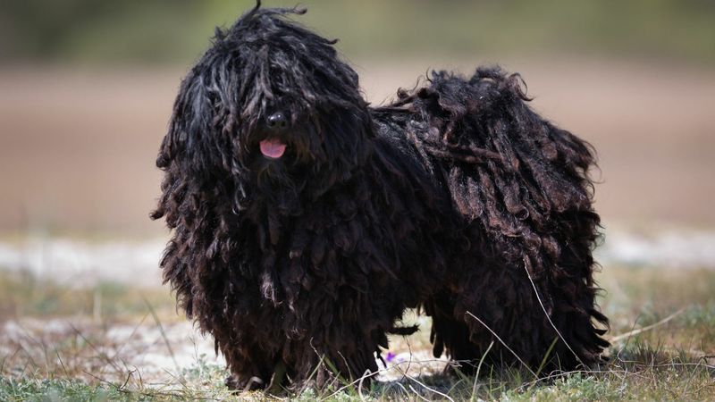 Puli: The Autonomous Shepherd