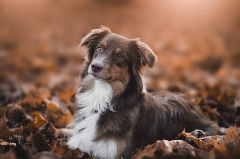 Australian Shepherd: The Anxiety Whisperer