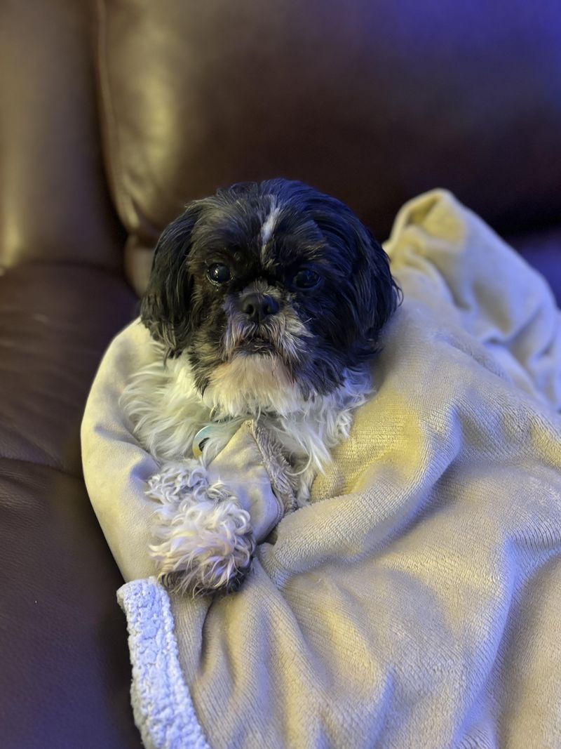 Shih Tzu