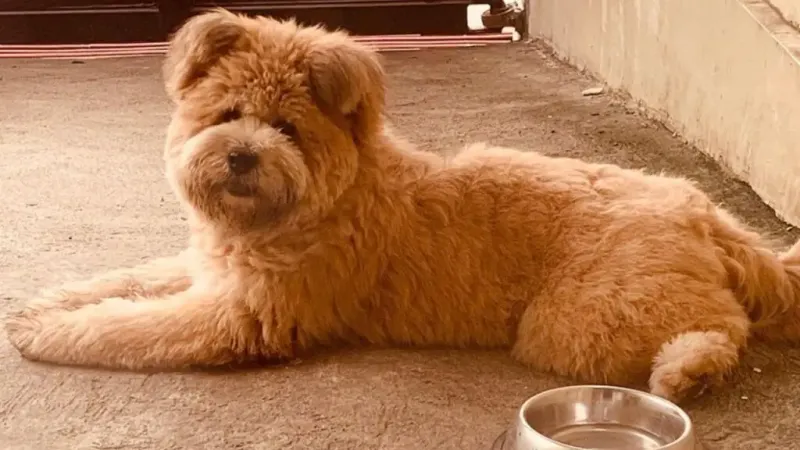 Chow-Poo