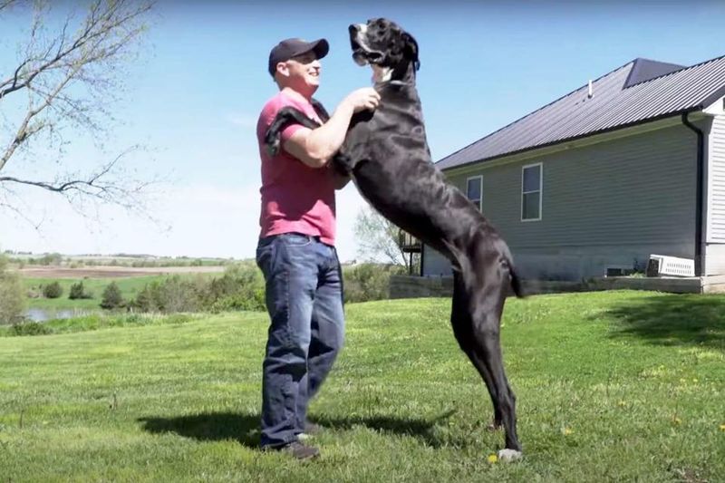 Great Danes