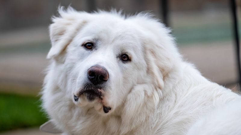 Great Pyrenees: Gentle Giant Snugglers