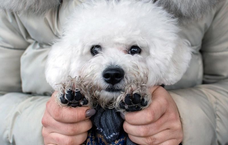 Bichon Frise: Fluffy Social Butterflies