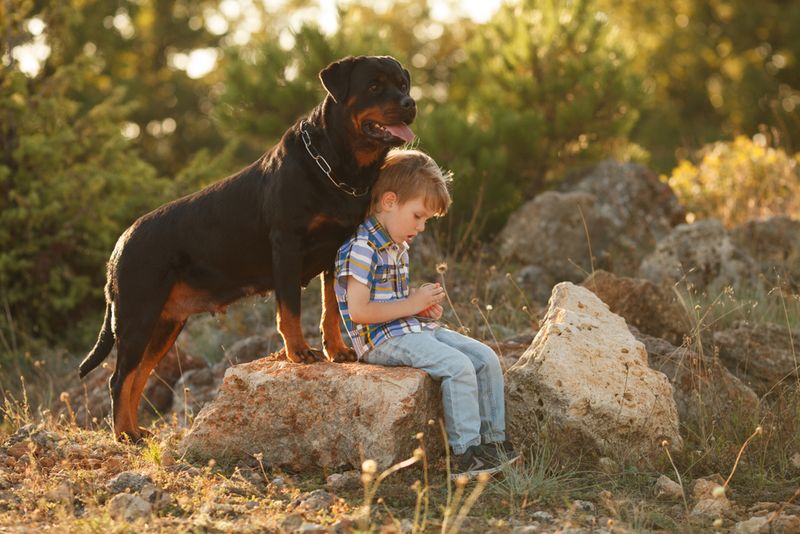 Rottweilers: Misunderstood Teddy Bears