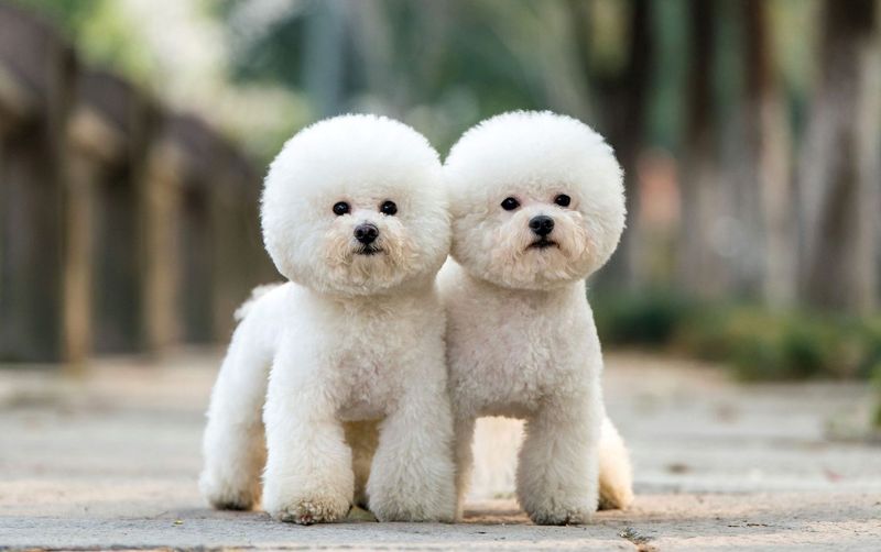 Bichon Frises: Circus Performers In Tandem