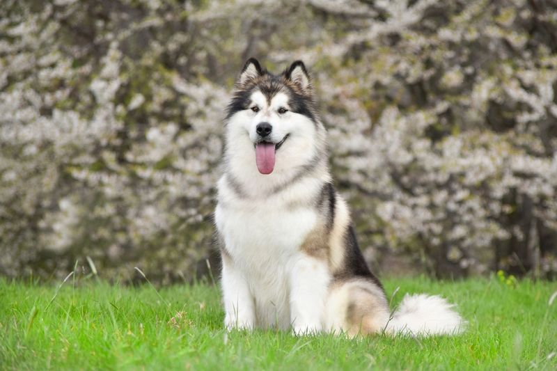 Alaskan Malamutes: Arctic Workers With Enduring Stamina