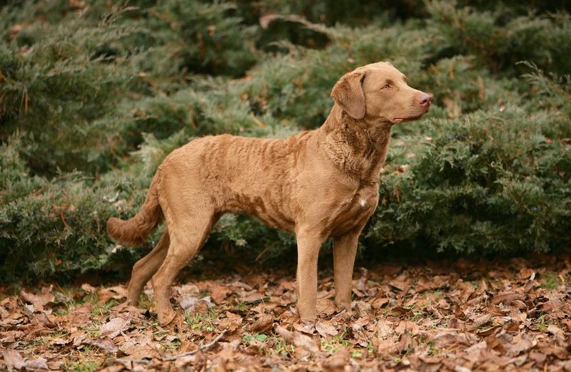 Chesapeake Bay Retrievers: The Determined Hunters