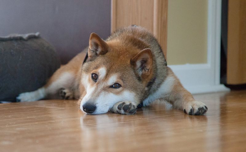 Shiba Inus