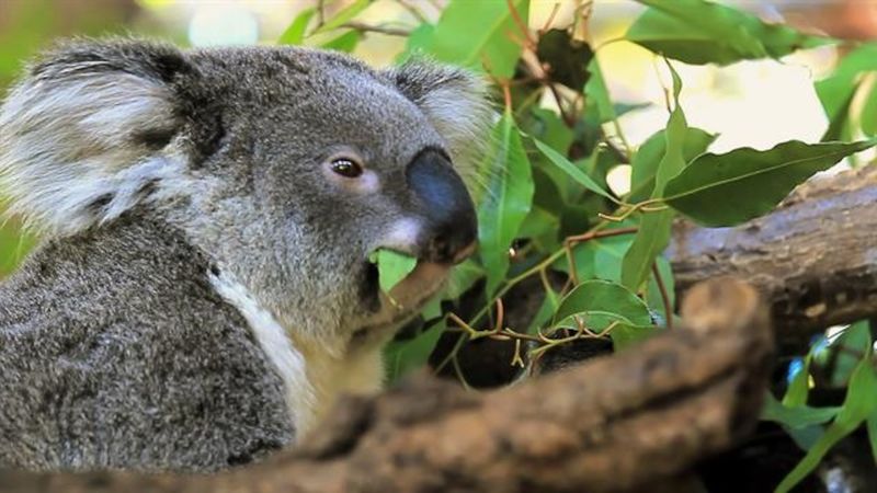 Learn About Koala Behavior