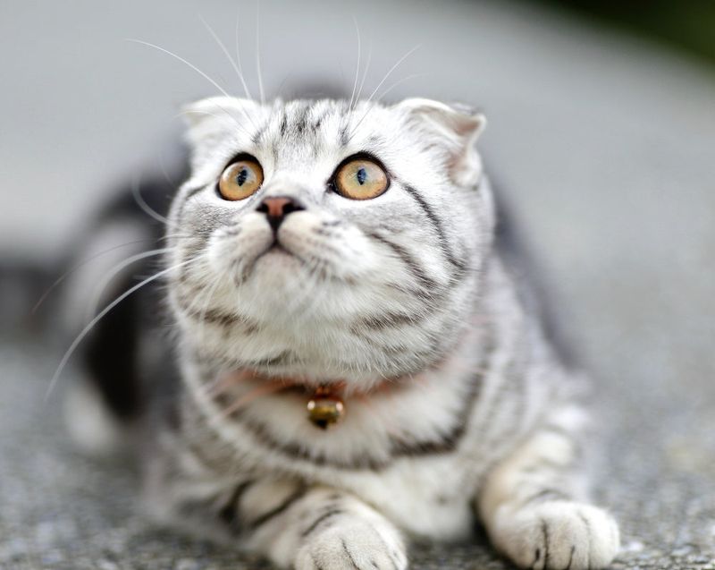 Scottish Fold Cats: The Floppy-Eared Felines