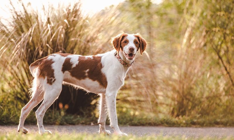 Brittany: The Energetic Pointing Spaniel