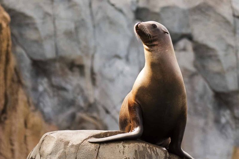 Scheming Sea Lions