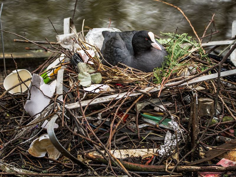 City Slickers: Urban Birds Leave Nests Earlier