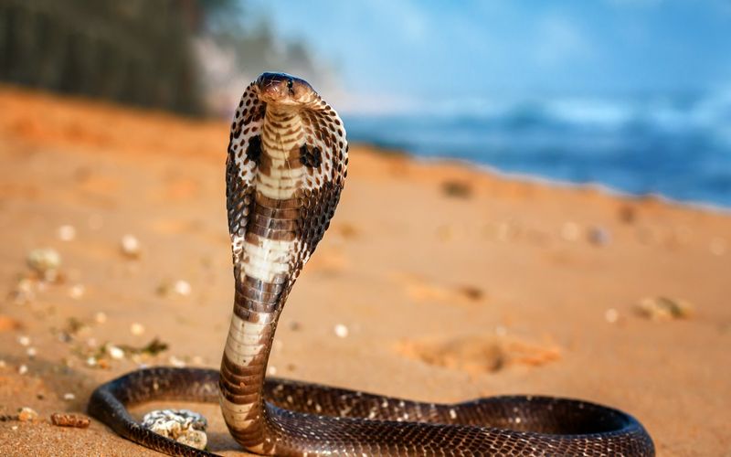 India's Fearsome Fauna
