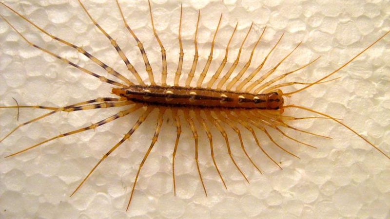 House Centipede: Harmless Speed Demon