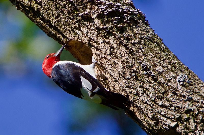 Backyard Woodpeckers