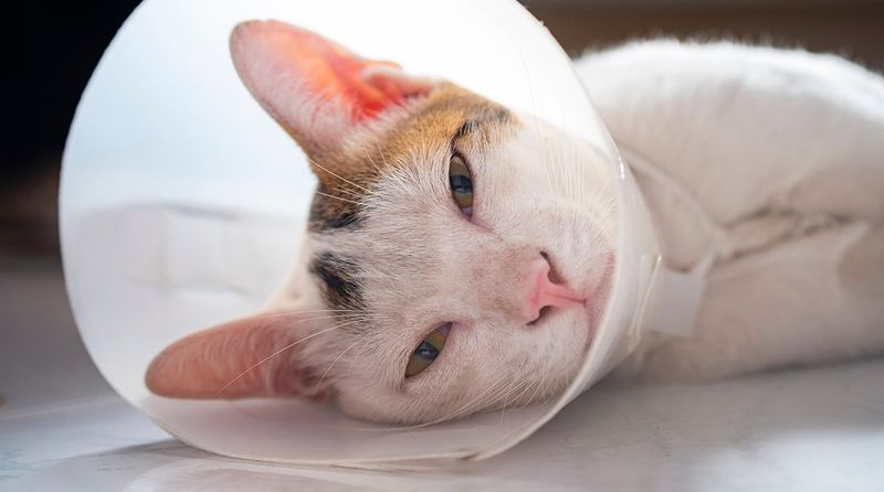 Neutering Effects