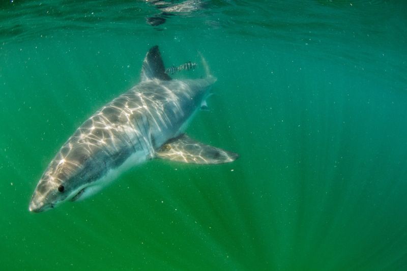 Juvenile Sharks In Shallow Bays