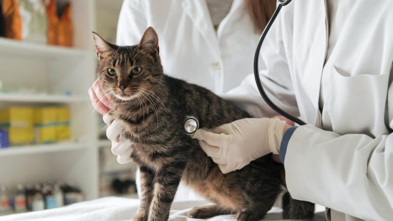 Survival Rates Tell A Surprising Story