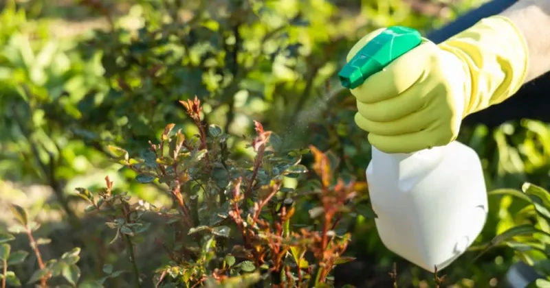 Natural Skunk Repellent Spray