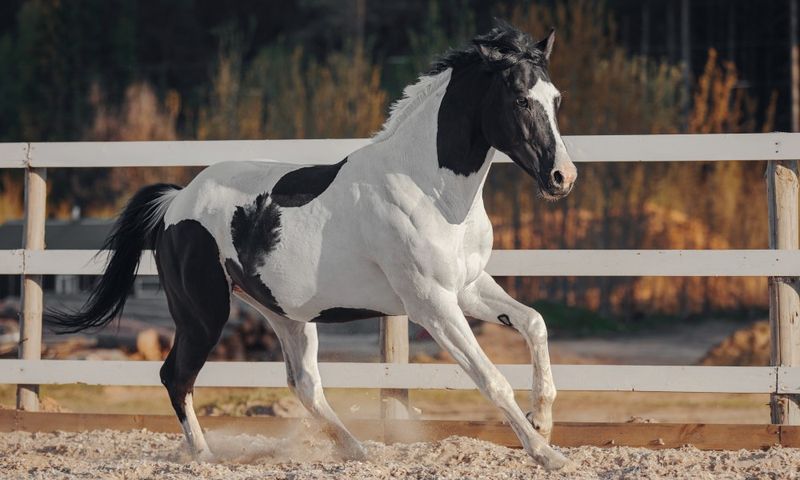 Splash White