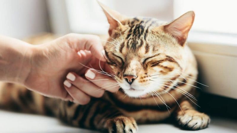 Head-Butting And Cheek Rubs