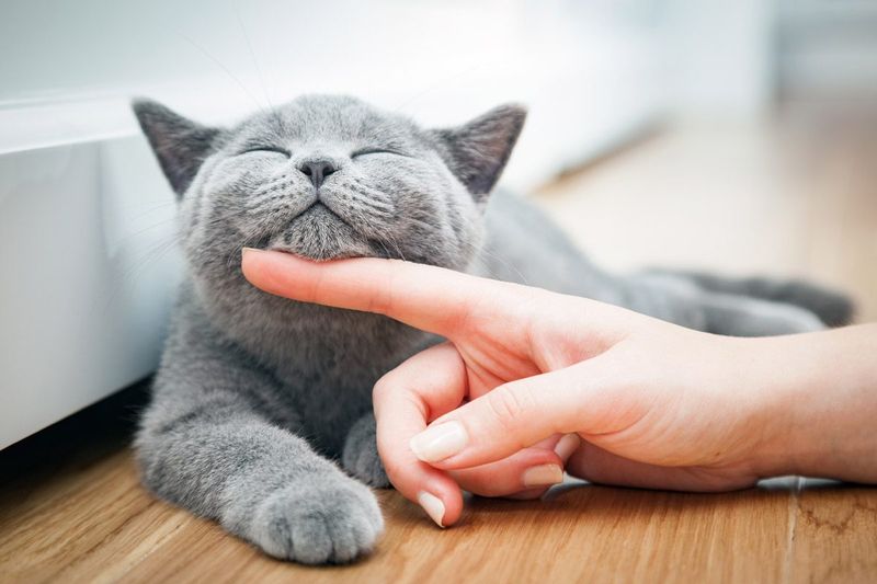 Purring At Just The Right Moments
