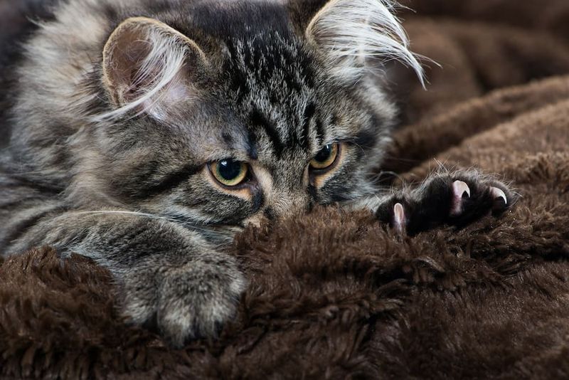 Kneading Your Lap