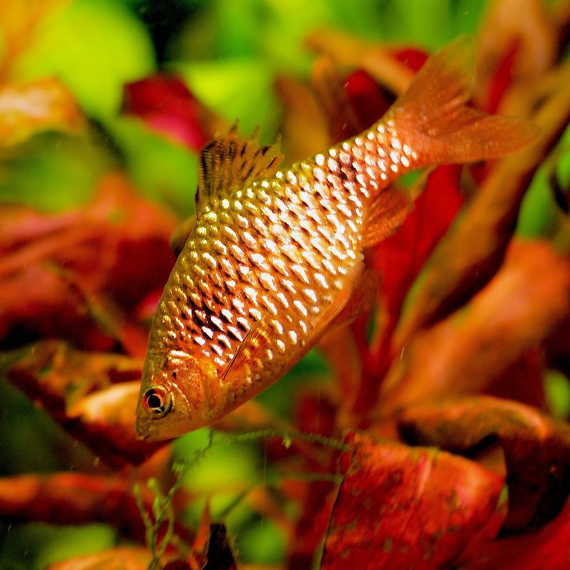 Rosy Barb