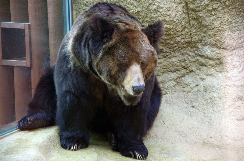 Tibetan Blue Bear (Brown Bear Subspecies)