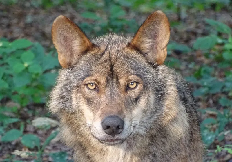Iberian Wolf